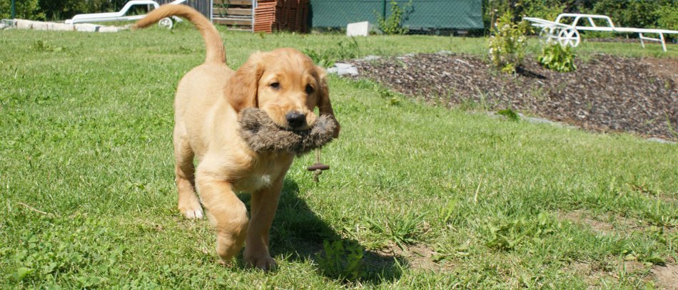 Sicherheitsausrüstung Hund Sicherheitsausrüstung Hund