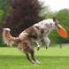 Dog Activity Dog Disc für den Hund gut zu fangen