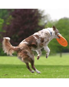 Dog Activity Dog Disc für den Hund gut zu fangen