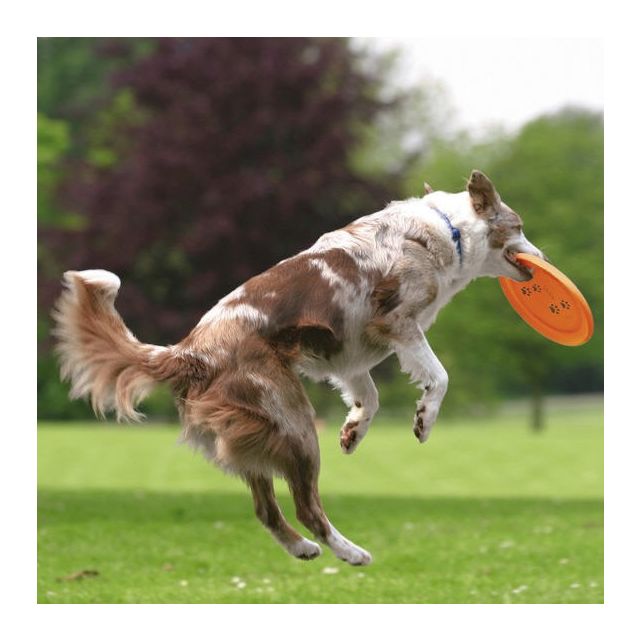 Dog Activity Dog Disc für den Hund gut zu fangen
